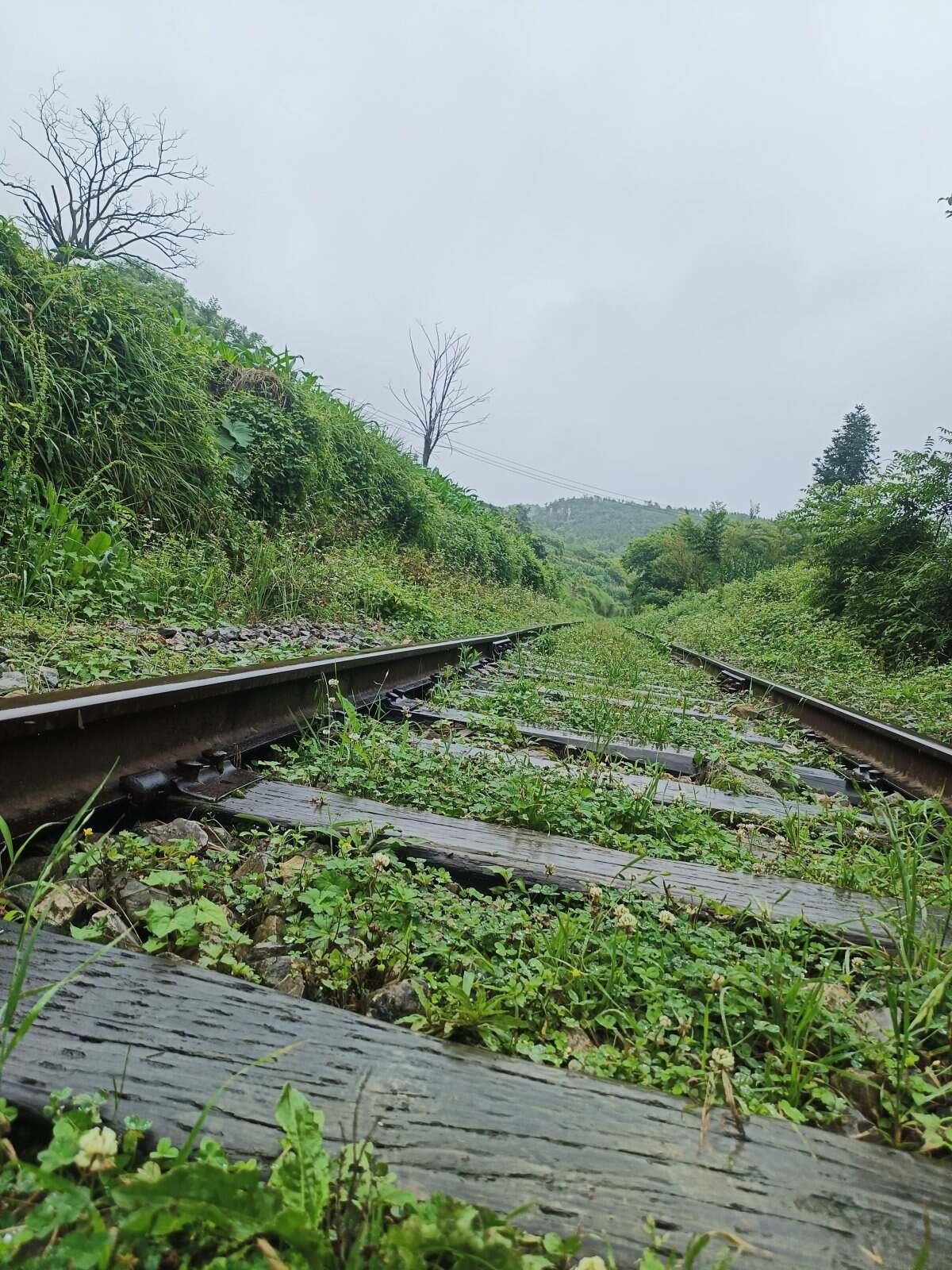 苹果病
